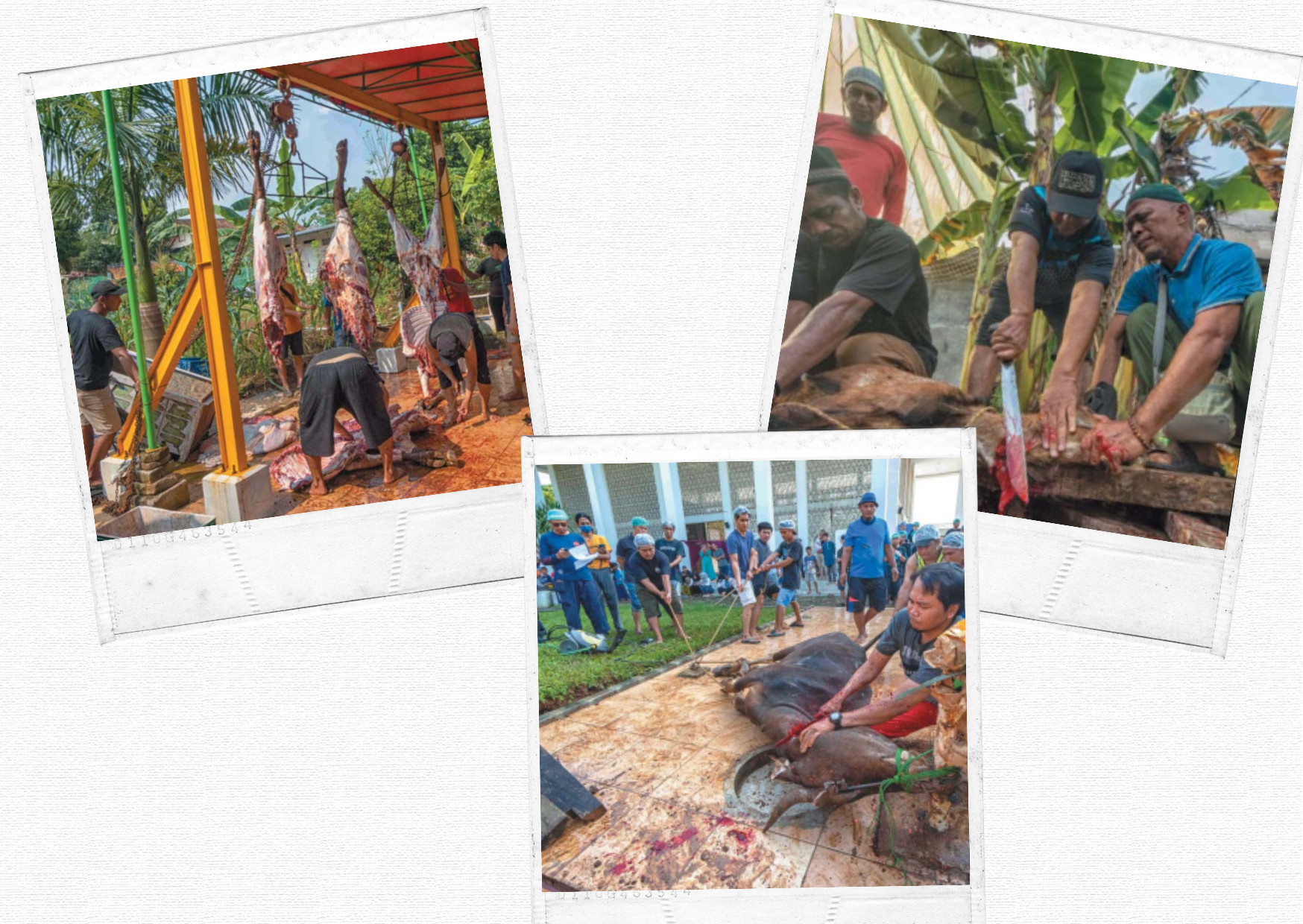 Pemotongan Hewan Qurban